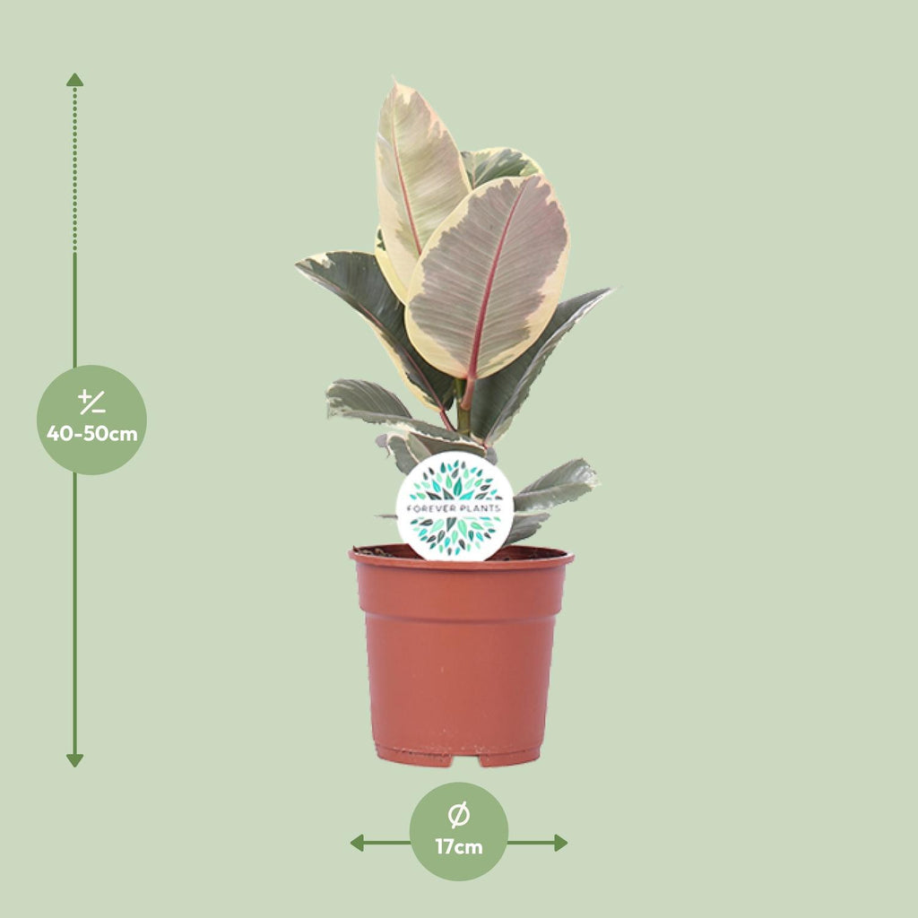 Ficus elastica Tineke (plante caoutchouc) – Ø17 cm, 50 cm de haut