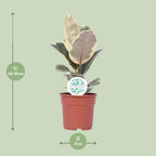 Ficus elastica Tineke (plante caoutchouc) – Ø17 cm, 50 cm de haut