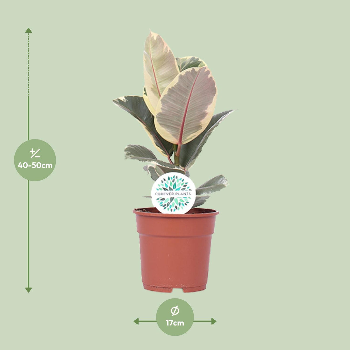 Ficus elastica Tineke (rubberplant) – Ø17 cm, 50 cm hoog