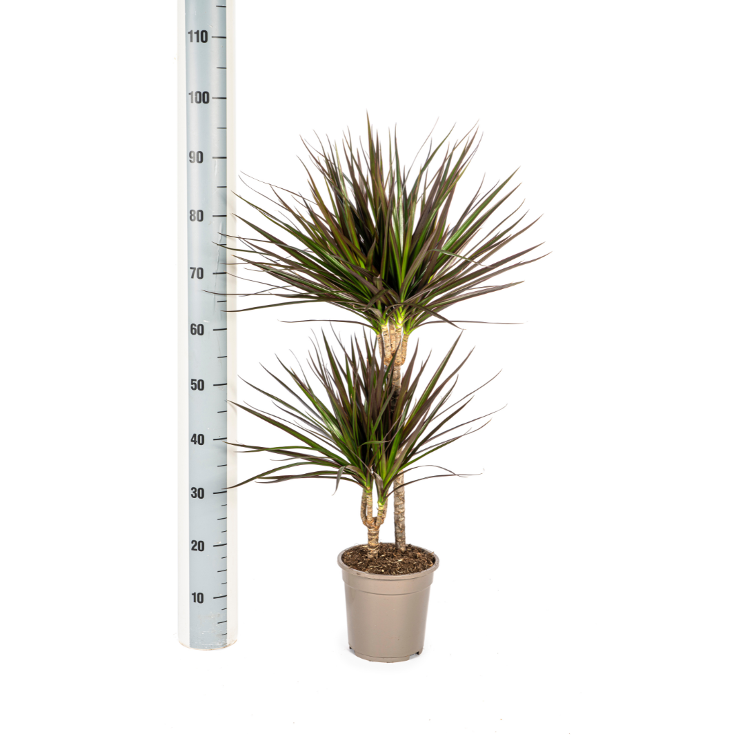 Dracaena marginata Magenta (drakenboom) – Ø19 cm, 70–90 cm hoog