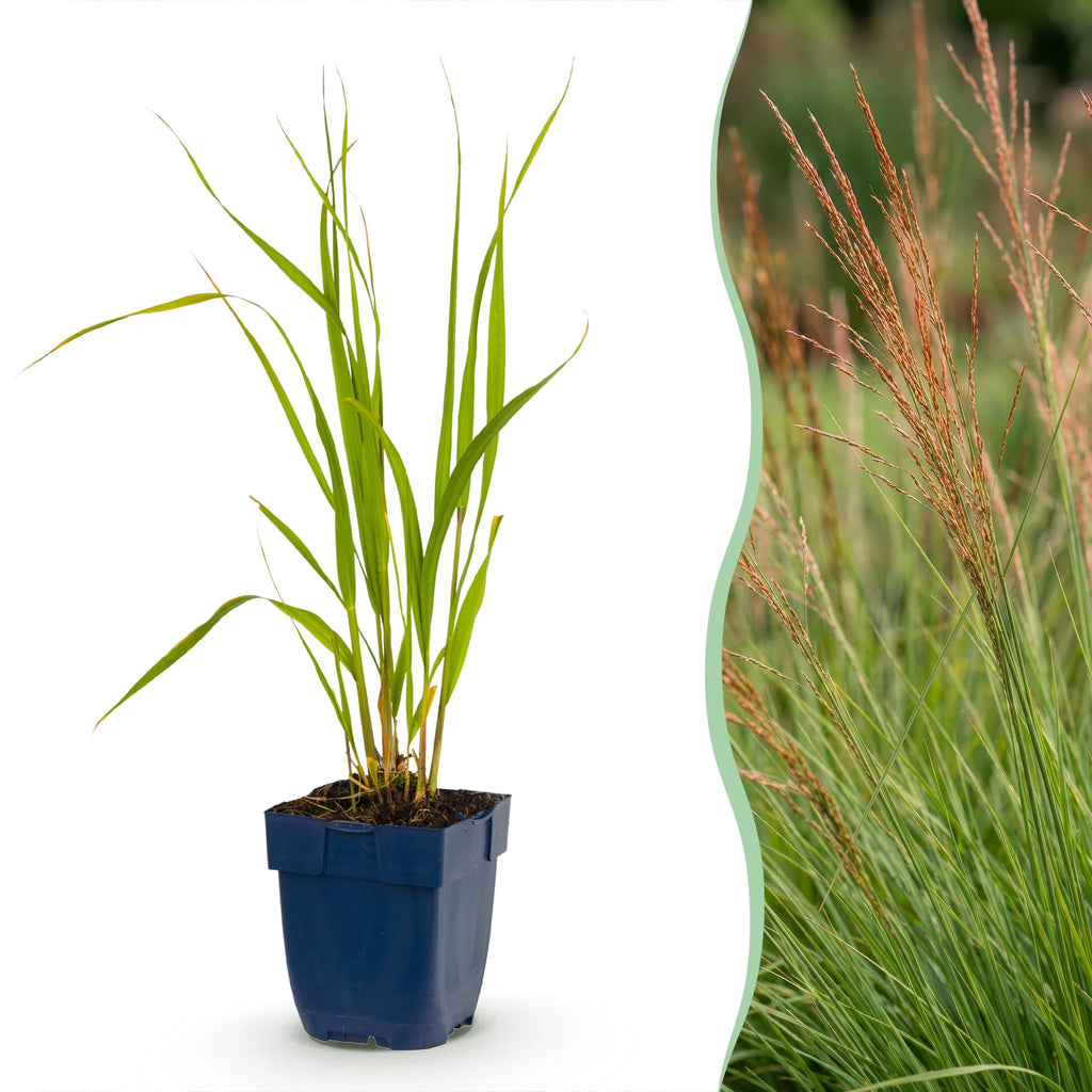Molinia caer. 'Heidebraut' (molinia) – 12 plants, Ø11 cm, 15–25 cm de haut