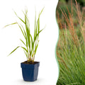 Molinia caer. 'Heidebraut' (molinia) – 12 plants, Ø11 cm, 15–25 cm de haut
