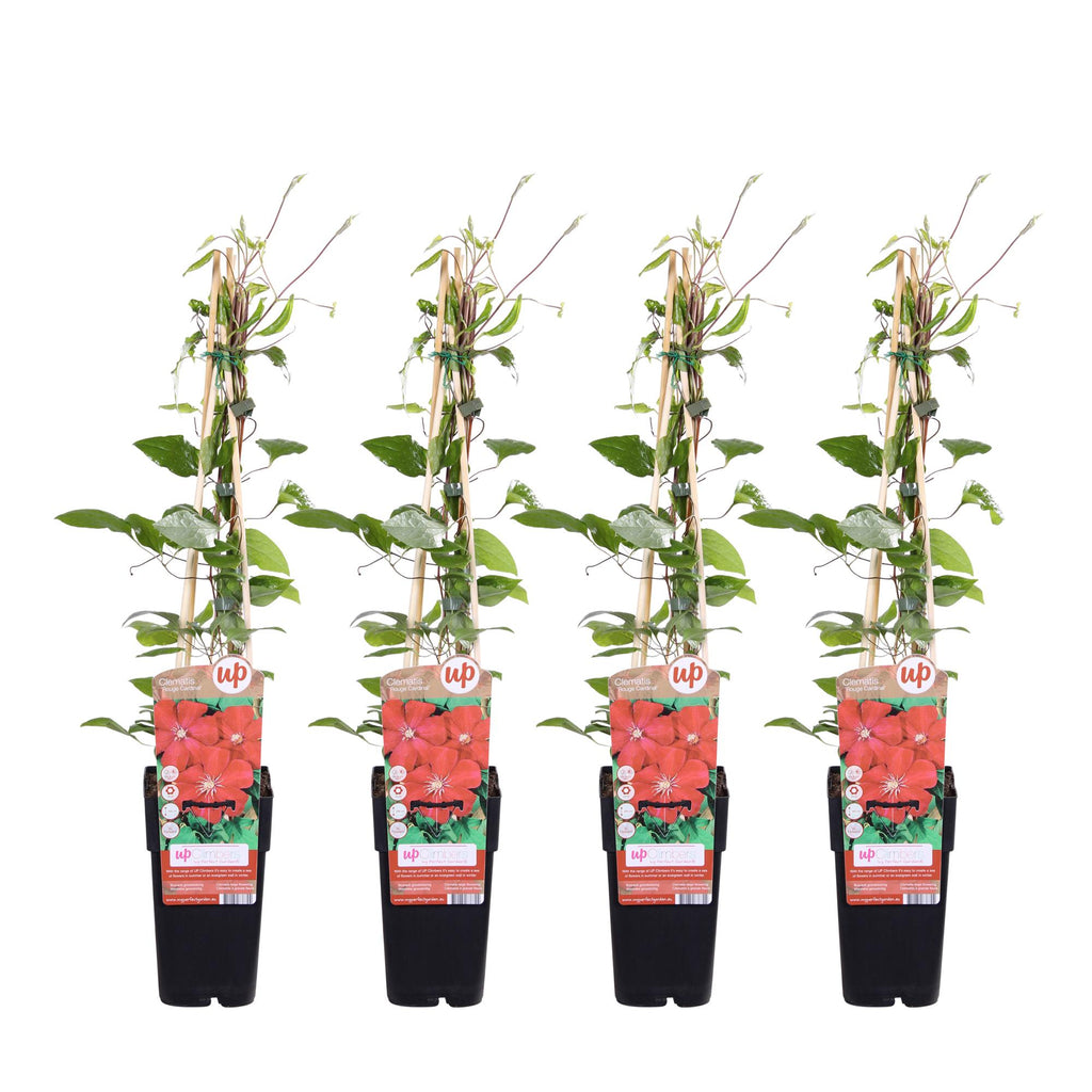 Clematis 'Rouge Cardinal' (Virgin's Bower) – 4 plants, Ø15 cm, 65 cm high