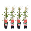 Clematis 'Rouge Cardinal' (Virgin's Bower) – 4 plants, Ø15 cm, 65 cm high