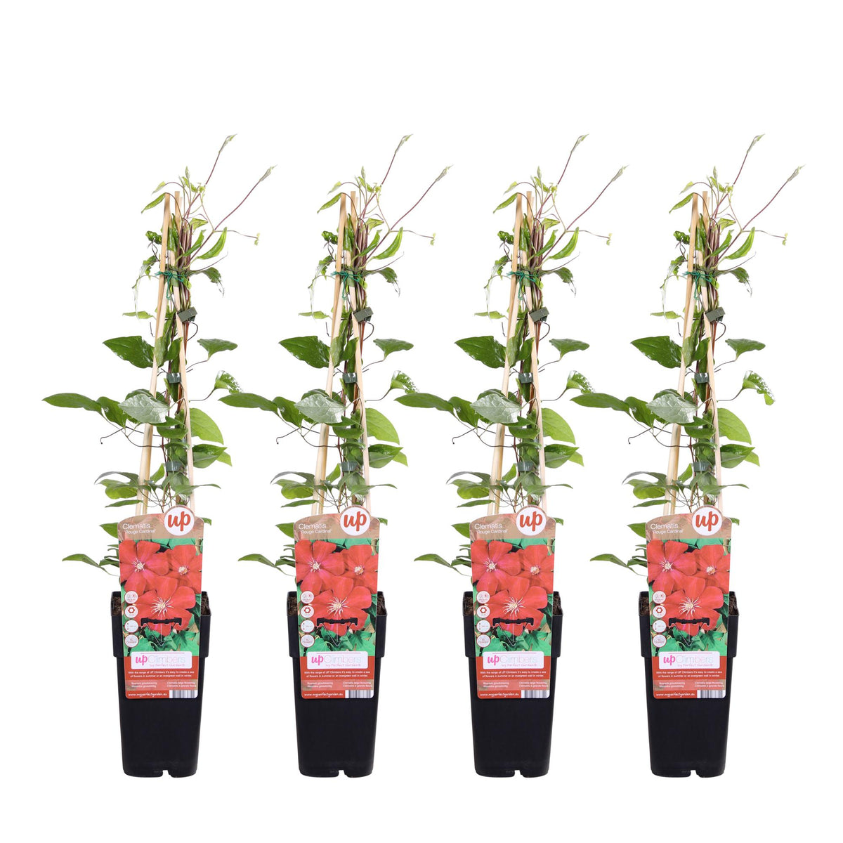 Clematis 'Rouge Cardinal' (bosrank) – 4 planten, Ø15 cm, 65 cm hoog