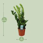 Zamioculcas zamiifolia (zz-plant) – Ø17 cm, 65 cm hoog – art. 12648