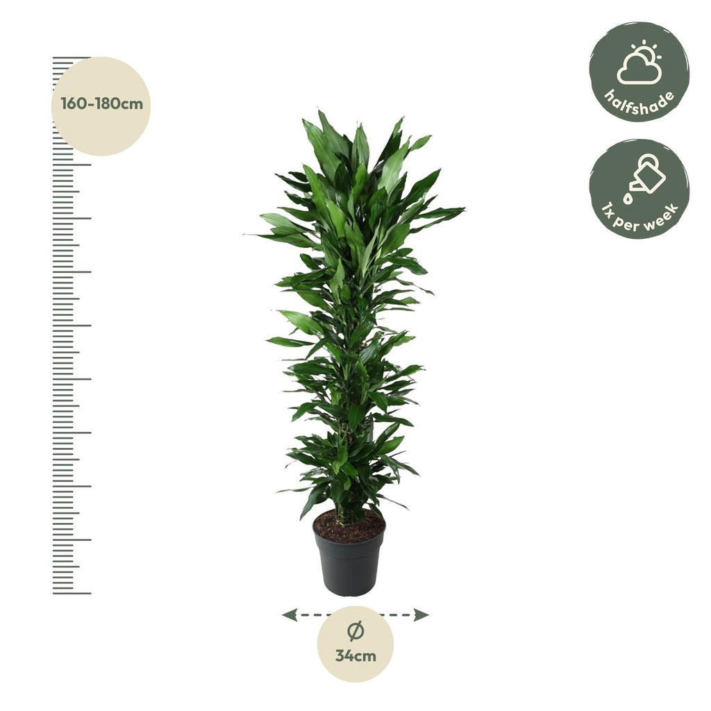 Dracaena Janet Lind vertakt (drakenboom) – Ø34 cm, 170 cm hoog