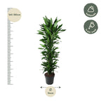 Dracaena Janet Lind vertakt (drakenboom) – Ø34 cm, 170 cm hoog