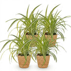 4× Chlorophytum comosum Variegatum (spider plant) with basket – Ø12 cm, 20 cm high