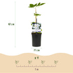 Clematis 'Madame Le Coultre' (Waldrebe) – weiß – 2 Pflanzen, Ø11 cm, 40 cm hoch