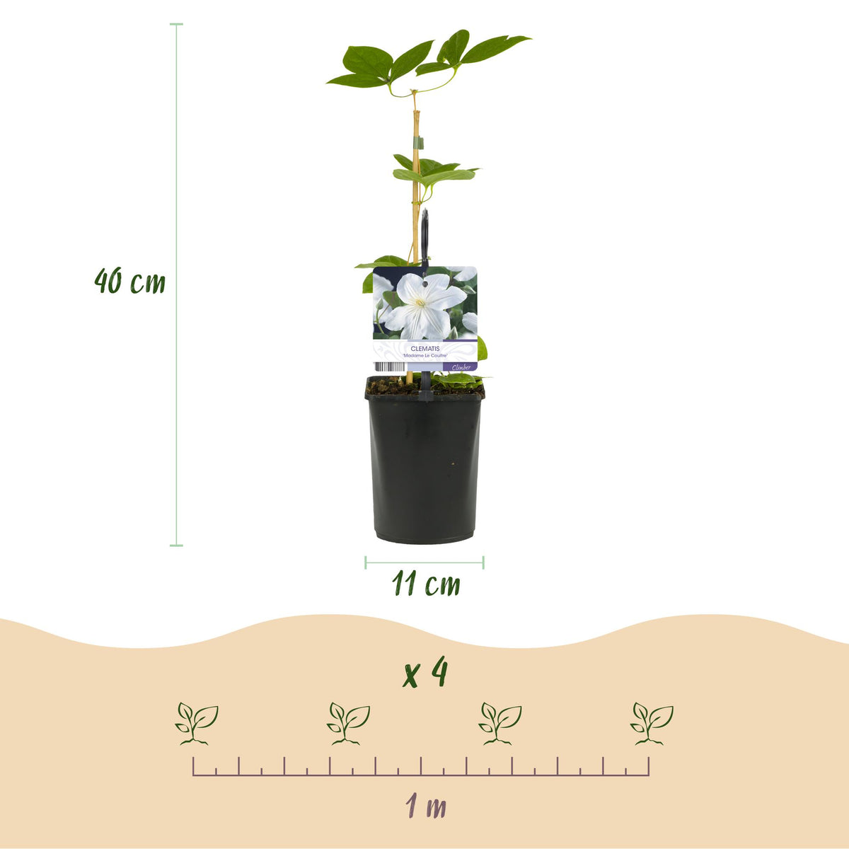 Clematis 'Madame Le Coultre' (bosrank) – wit – 2 planten, Ø11 cm, 40 cm hoog