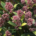 Skimmia japonica 'Rubella' – rød – 2 planter, Ø19 cm, 60 cm høj