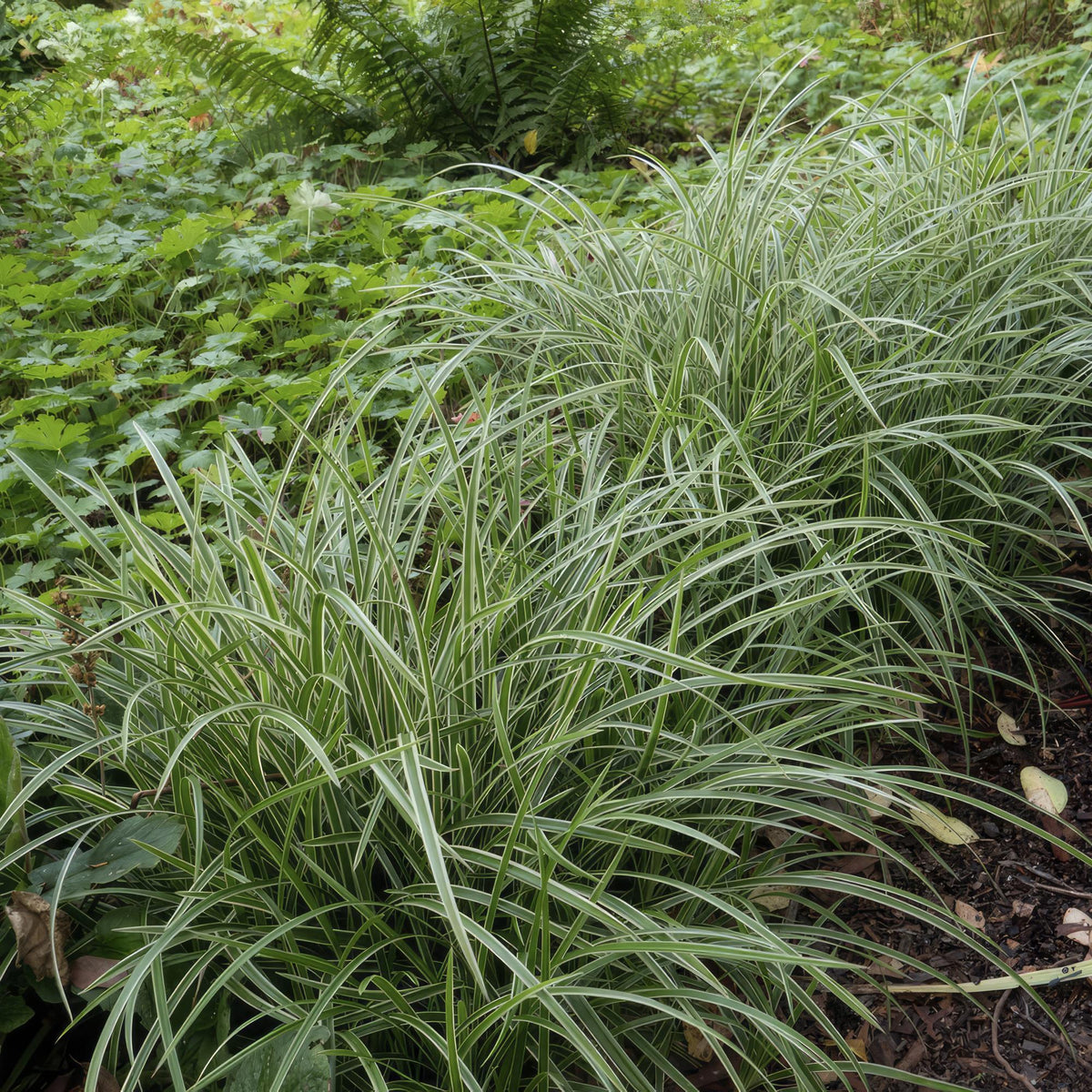 Carex morrowii 'Ice Dance' (Segge) – 24 Pflanzen, Ø9 cm, 10–25 cm hoch – Bild 6