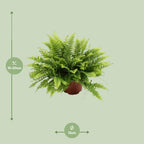Nephrolepis Boston Green Moment (Schwertfarn) – Ø 12 cm, 20 cm hoch
