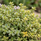 Thymus citr. 'Sambesi' (thym) – jaune – 6 plantes, Ø11 cm, 15–25 cm de haut