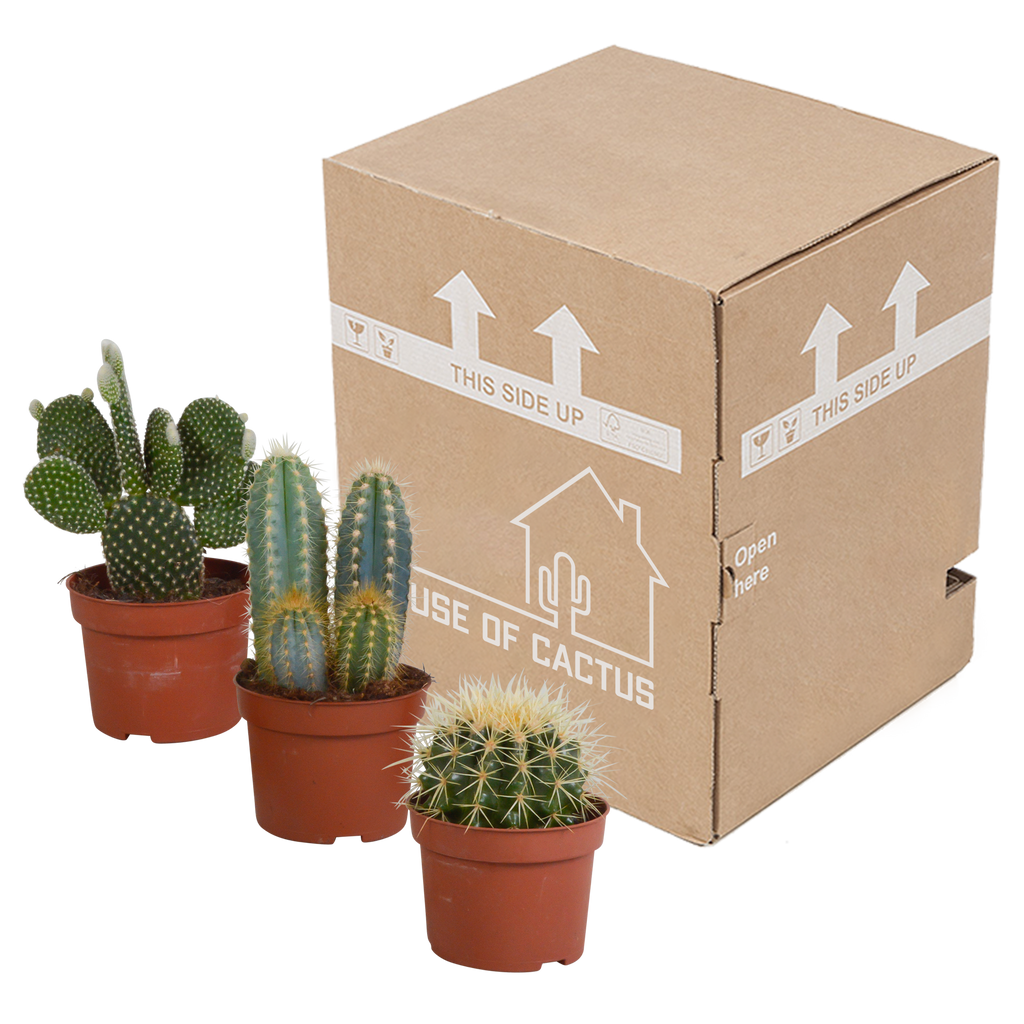 Kaktusmix (Cactaceae) uden urtepotte – Ø11 cm, 23 cm høj