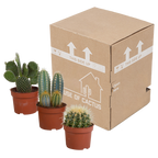 Kaktusmix (Cactaceae) uden urtepotte – Ø11 cm, 23 cm høj