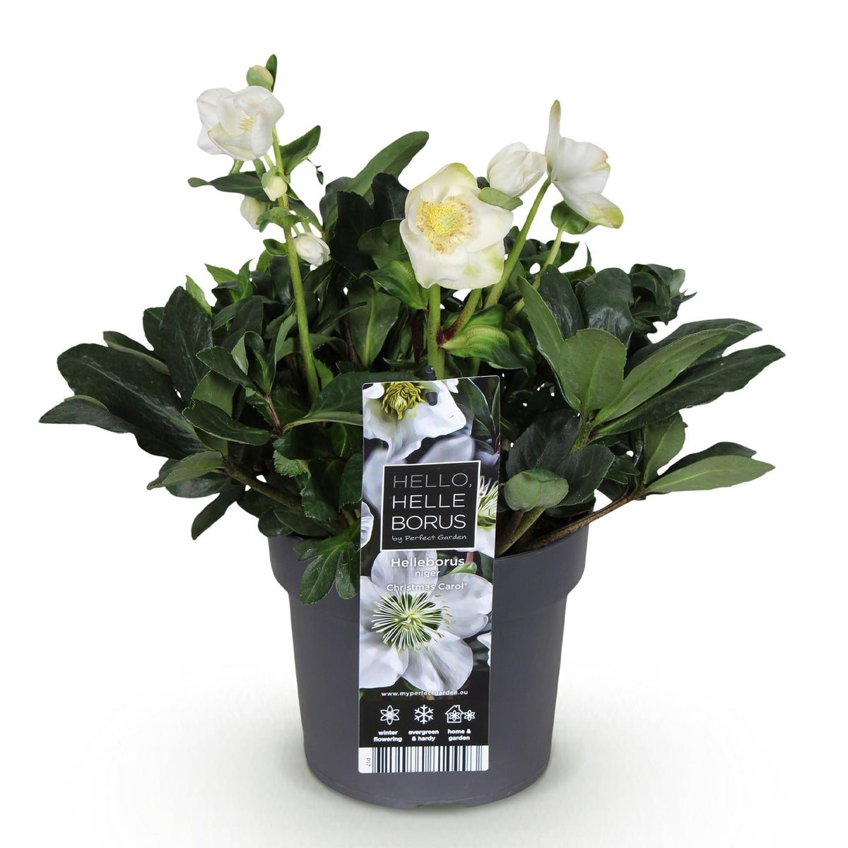 Helleborus 'Christmas Carol' (kerstroos) – Ø17 cm, 35 cm hoog – foto 2