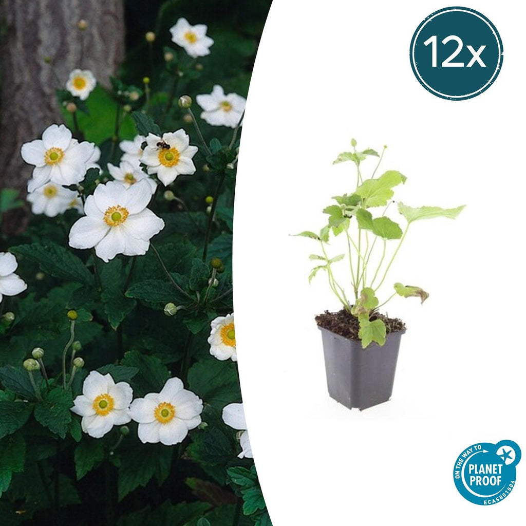 Anémone hybride « Honorine Jobert » (anémone d’automne) – 12 plants, Ø 9 cm, 10 à 25 cm de haut – photo 2