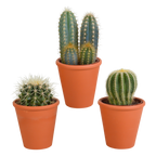 Kaktusmix (Cactaceae) i terrakottakrukke – Ø9 cm, 18 cm høj