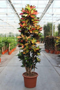 Codiaeum Iceton (croton) – Ø50 cm, 230 cm hoog