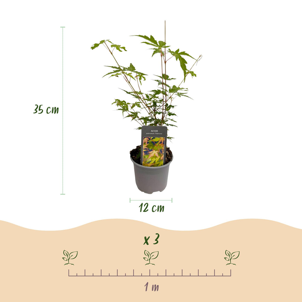 Acer palmatum 'Sangokaku' (Japanese maple) – 3 plants, Ø12 cm, 35 cm high – photo 3