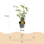Acer palmatum 'Sangokaku' (Japanese maple) – 3 plants, Ø12 cm, 35 cm high