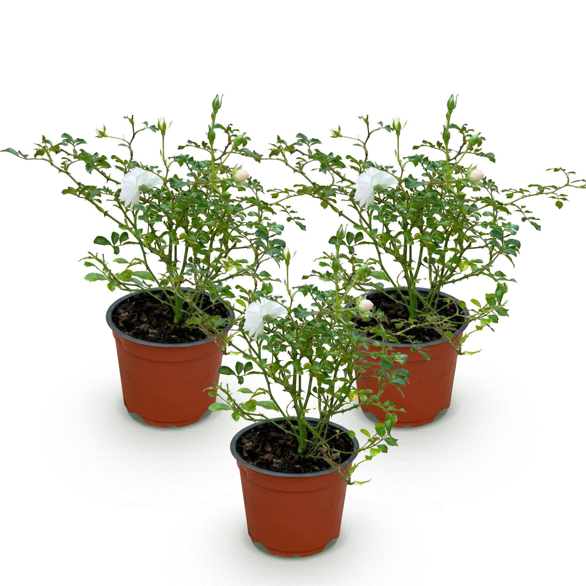 Rosa 'White Fairy' (rosier) – blanc – 3 plants, Ø12 cm, 20–25 cm de haut – photo 2