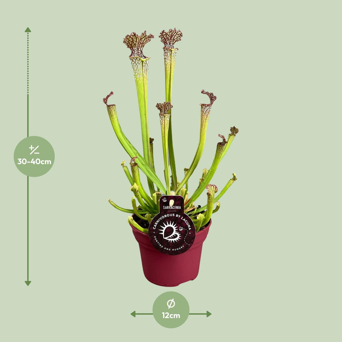 Sarracenia Farnhamii (trompetbekerplant) – Ø12 cm, 40 cm hoog