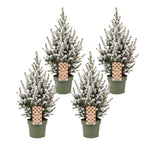 4× Picea glauca Conica (julegran) – Ø17 cm, 65 cm høj – hvid