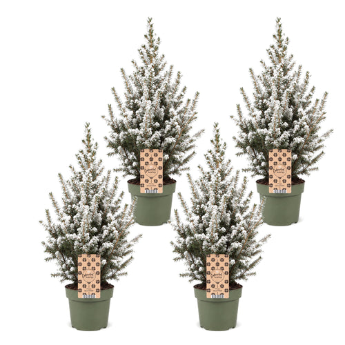 4× Picea glauca Conica (Weihnachtsbäumchen) – Ø17 cm, 65 cm hoch – weiß