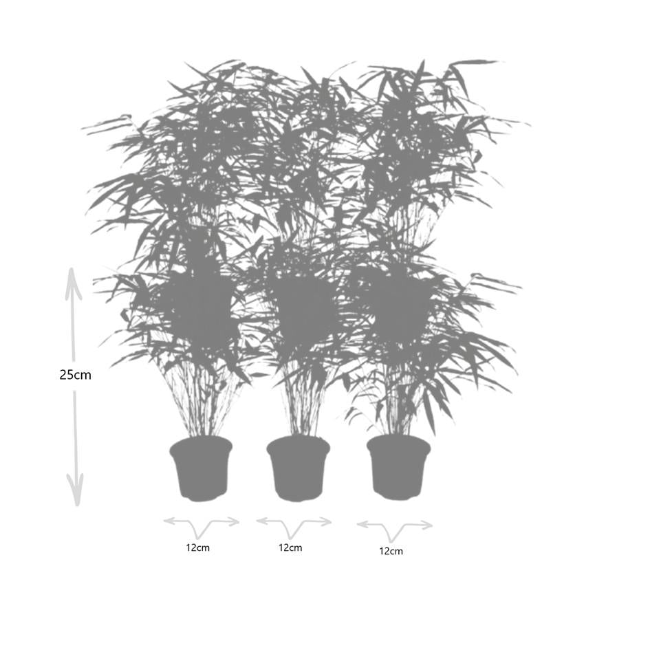Fargesia rufa (bambus) – 6 planter, Ø13 cm, 25 cm høj – billede 5