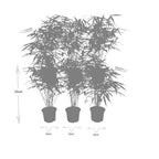 Fargesia rufa (bambus) – 6 planter, Ø13 cm, 25 cm høj