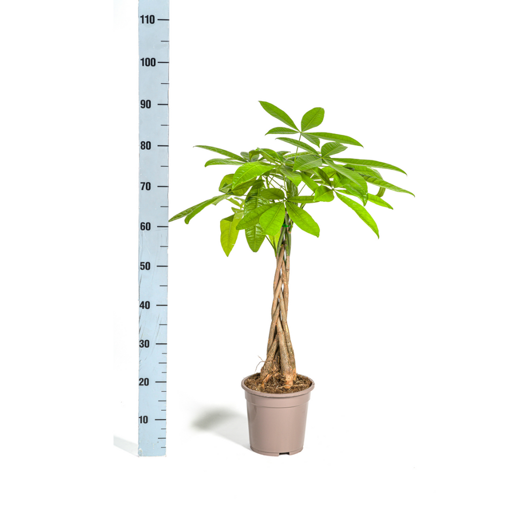 Pachira aquatica (Geldbaum) – Ø 19 cm, 70–90 cm hoch