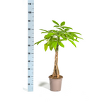 Pachira aquatica (Geldbaum) – Ø 19 cm, 70–90 cm hoch