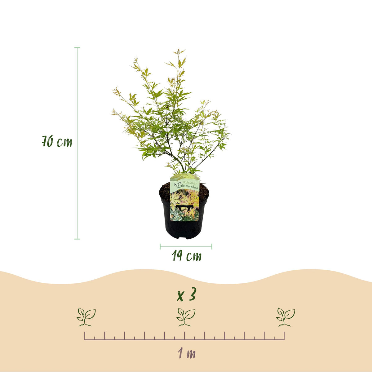 Acer palmatum 'Methamorphosa' (Japanse esdoorn) – 2 planten, Ø19 cm, 70 cm hoog