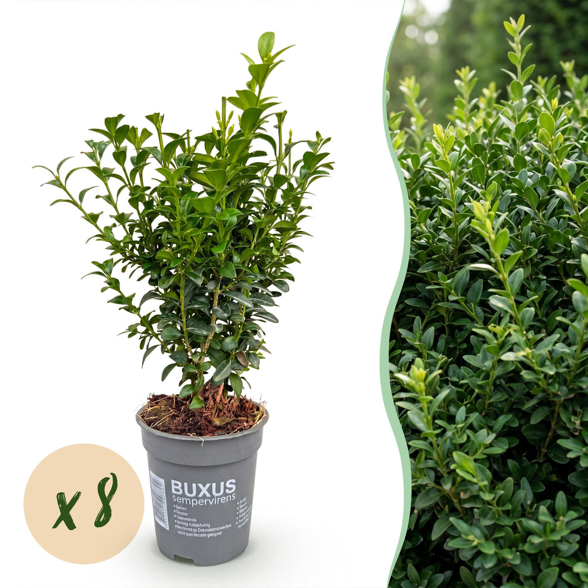 Buxus sempervirens (Buchsbaum) – 8 Pflanzen, Ø 9 cm, 20–25 cm hoch
