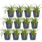 Carex oshimensis 'Evergreen' (Japanse zegge) – 12 planten, Ø11 cm, 15–25 cm hoog
