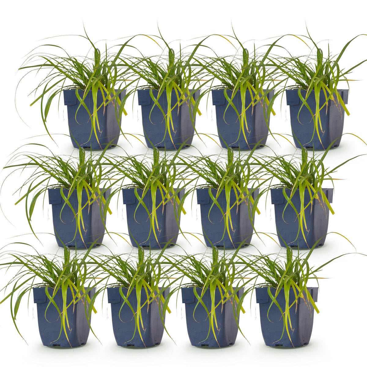Carex oshimensis 'Evergreen' (Japanse zegge) – 12 planten, Ø11 cm, 15–25 cm hoog