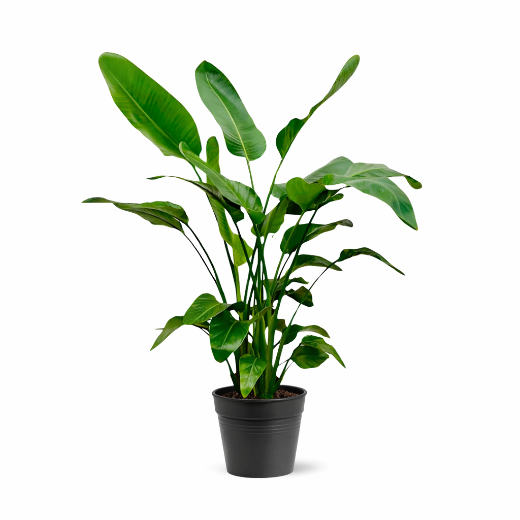 Strelitzia nicolai (hvid paradisfugleblomst) – Ø21 cm, 150 cm høj