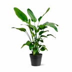 Strelitzia nicolai (hvid paradisfugleblomst) – Ø21 cm, 150 cm høj