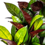 Codiaeum 'Croton' Iceton met mand – Ø21 cm, 60–80 cm hoog