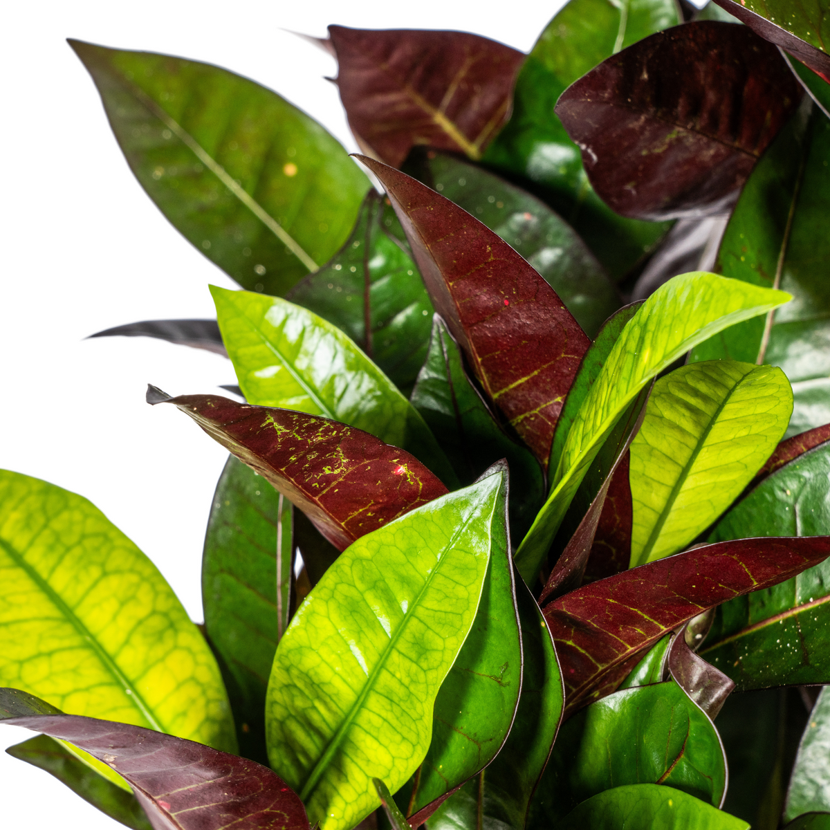 Codiaeum 'Croton' Iceton met mand – Ø21 cm, 60–80 cm hoog