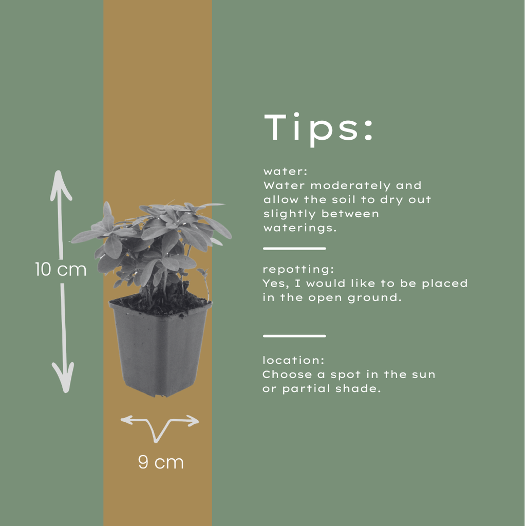 Euphorbia amygdal. 'Robbiae' (Wolfsmilch) – 6 Pflanzen, Ø9 cm, 10–25 cm hoch – Bild 5