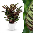 Calathea makoyana i Potter-pyntepotte hvid – Ø19 cm, 70 cm høj