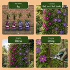 Clematis 'Duo Blue & Red' (grimpette) – bleu-rouge – 2 plantes, Ø9 cm, 35 cm de haut