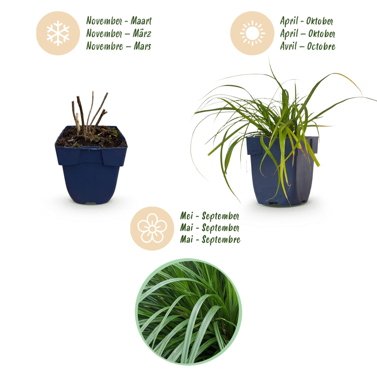 Carex oshimensis 'Evergreen' (Japanse zegge) – Ø11 cm, 15–25 cm hoog