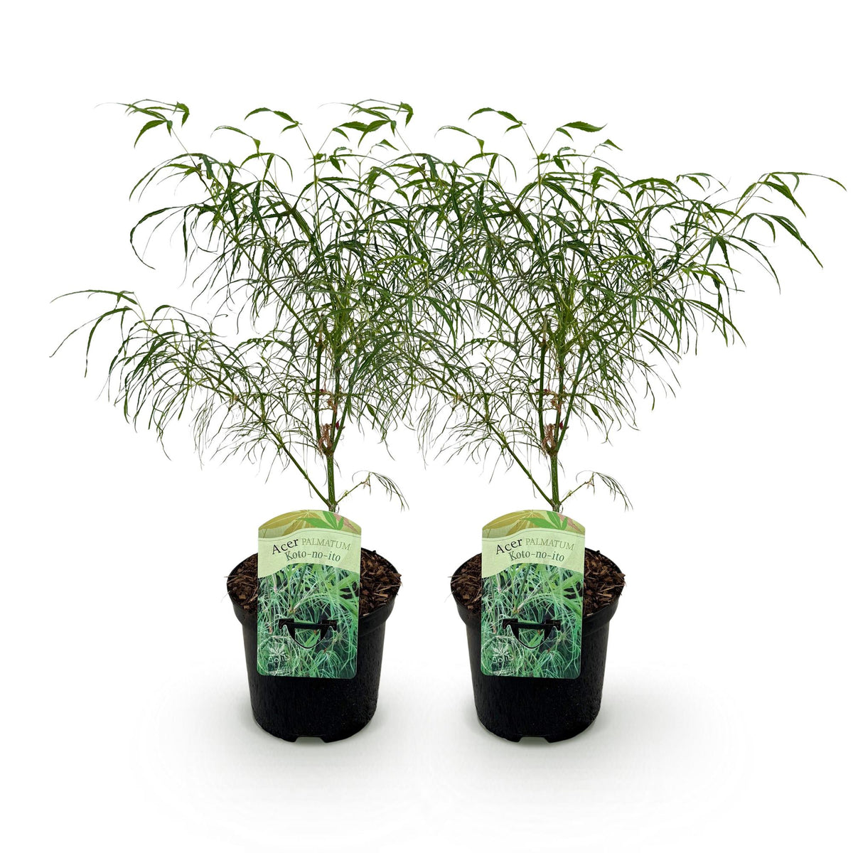 Acer palmatum 'Koto-no-ito' (Japanse esdoorn) – 2 planten, Ø19 cm, 70 cm hoog