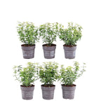Euonymus fortunei 'Emerald Gold' (spindleflower) – 6 plants, 23 cm high