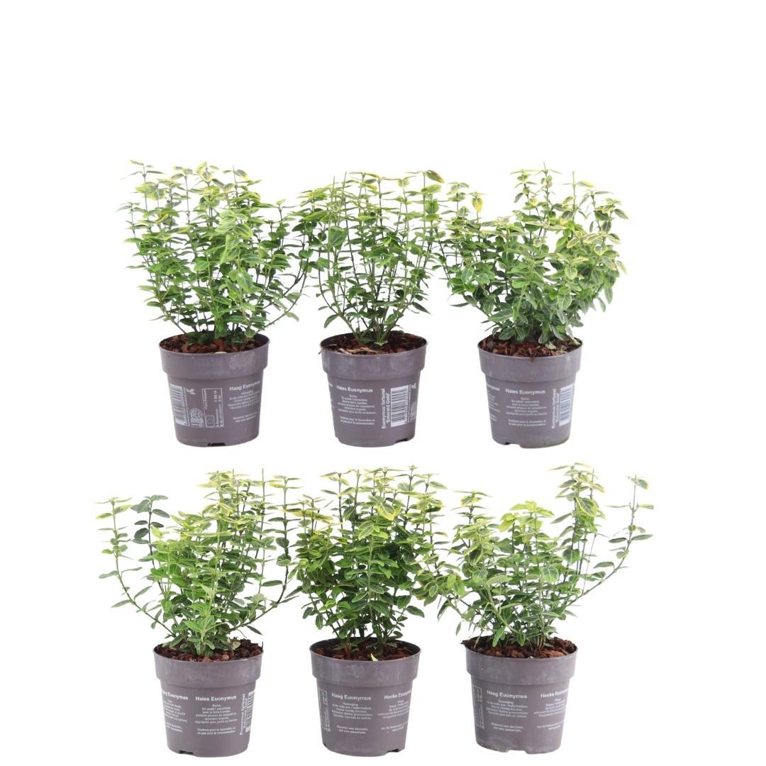 Euonymus fortunei 'Emerald Gold' (spindleflower) – 6 plants, 23 cm high
